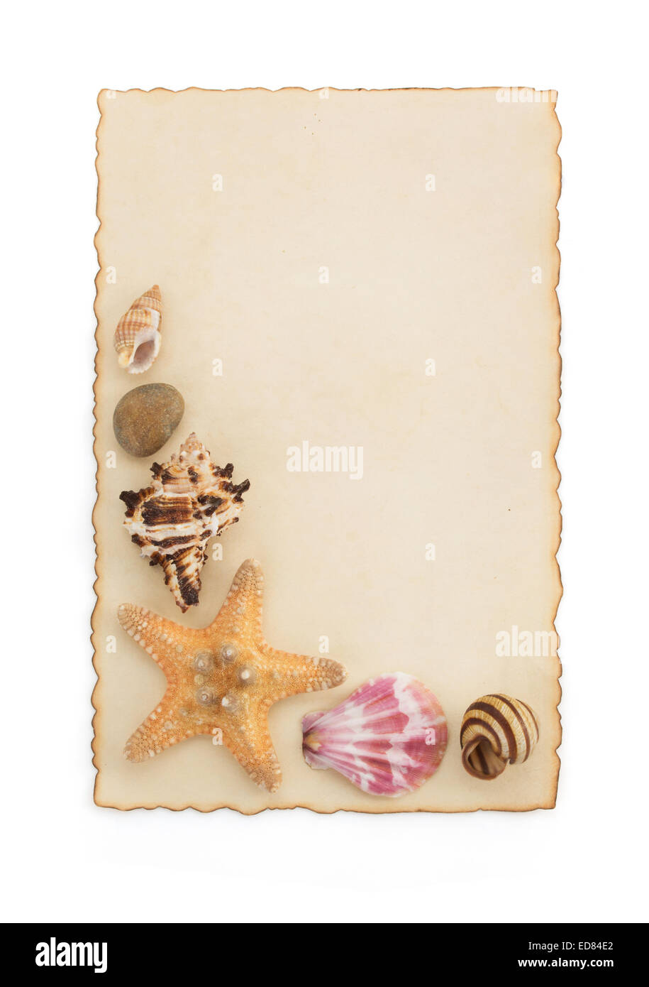 seashell and sea concept isolated on white background Stock Photo - Alamy