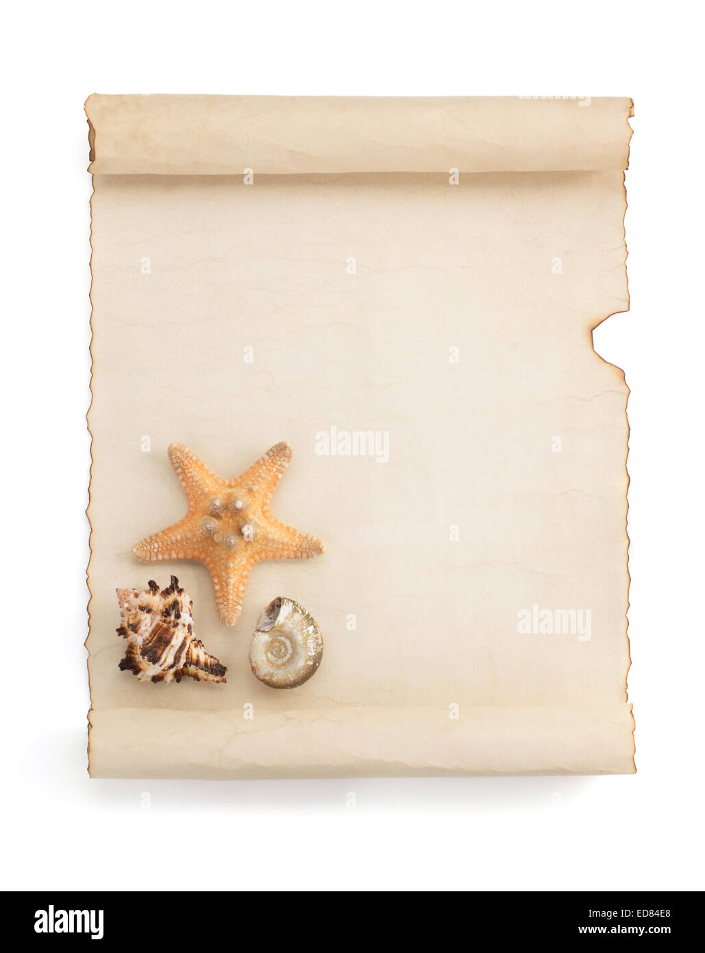 seashell and sea concept isolated on white background Stock Photo - Alamy