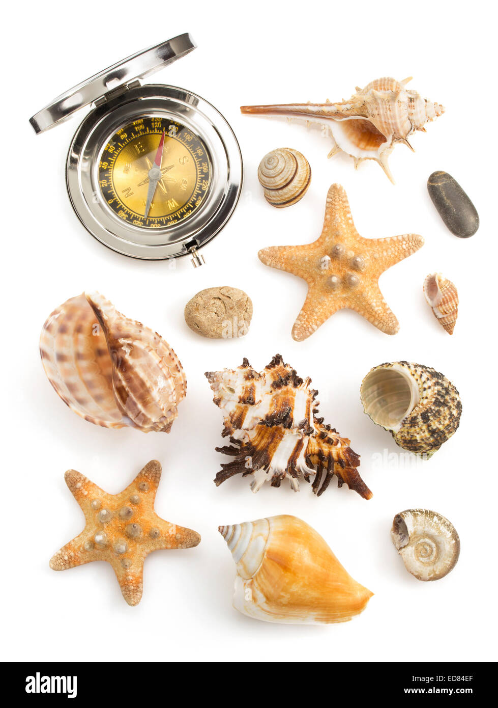 seashell isolated on white background Stock Photo - Alamy
