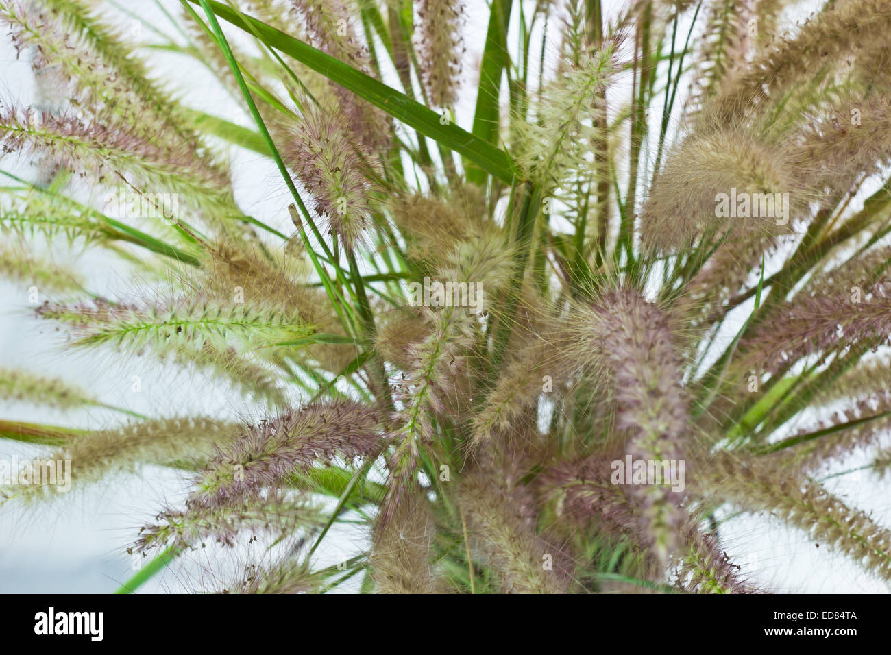 The Liliopsida, Poaceae on plain background Stock Photo