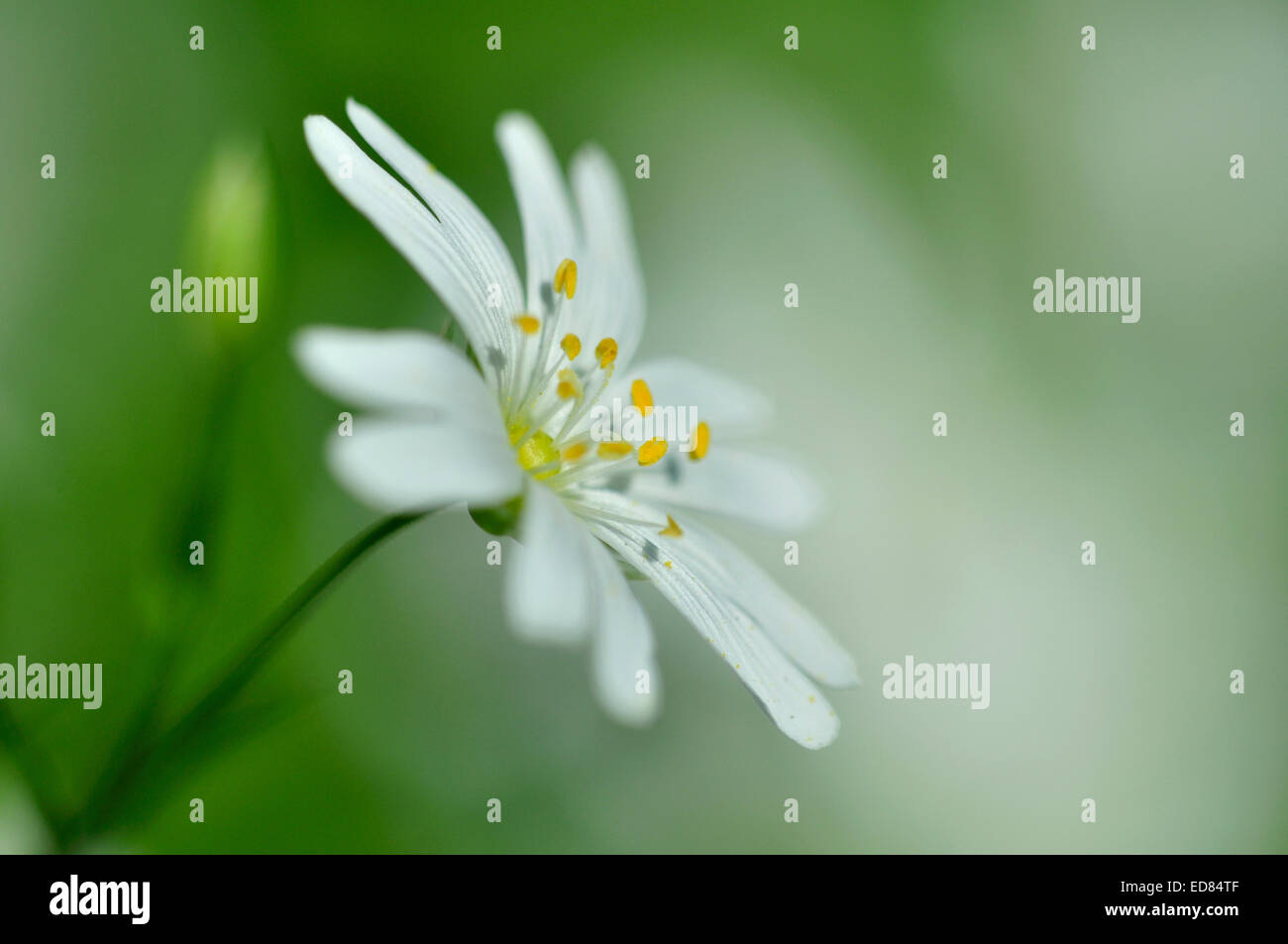 A delicate white wild flower - greater stitchwort UK Stock Photo