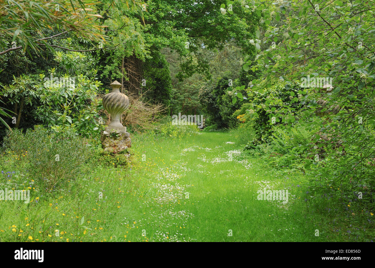 Wild Flower Meadow at Saltram House Estate, Plympton, Plymouth, Devon
