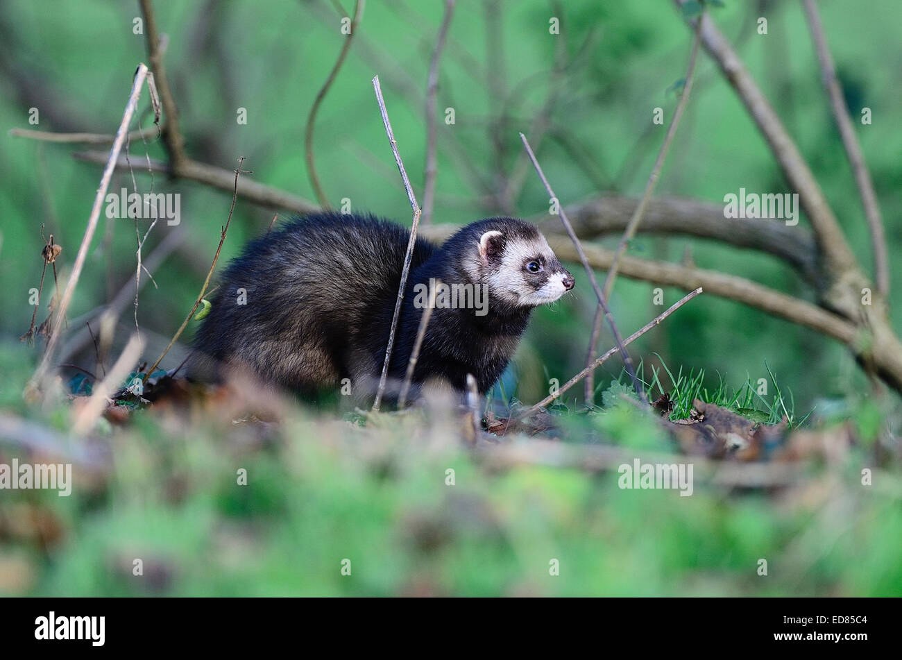 Polecat hunting along hedgerow Stock Photo