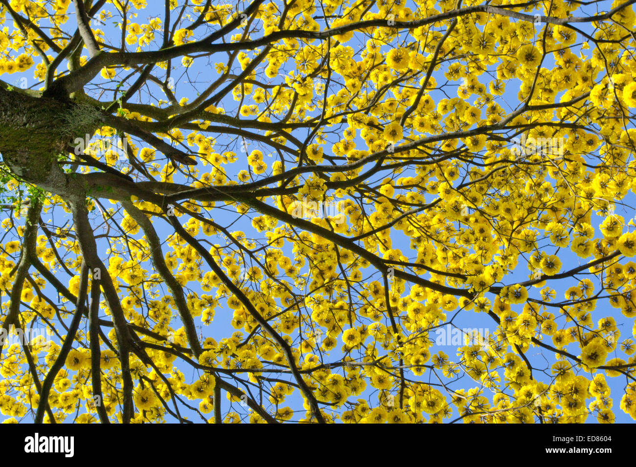 Guayacán tree, blue sky background, yellow flowers Stock Photo