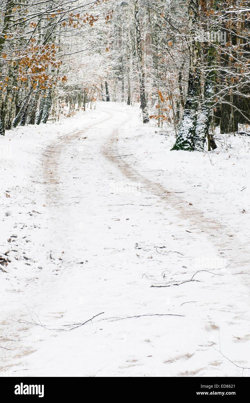 winter dirt road in forest covered with snow in Poland Stock Photo - Alamy