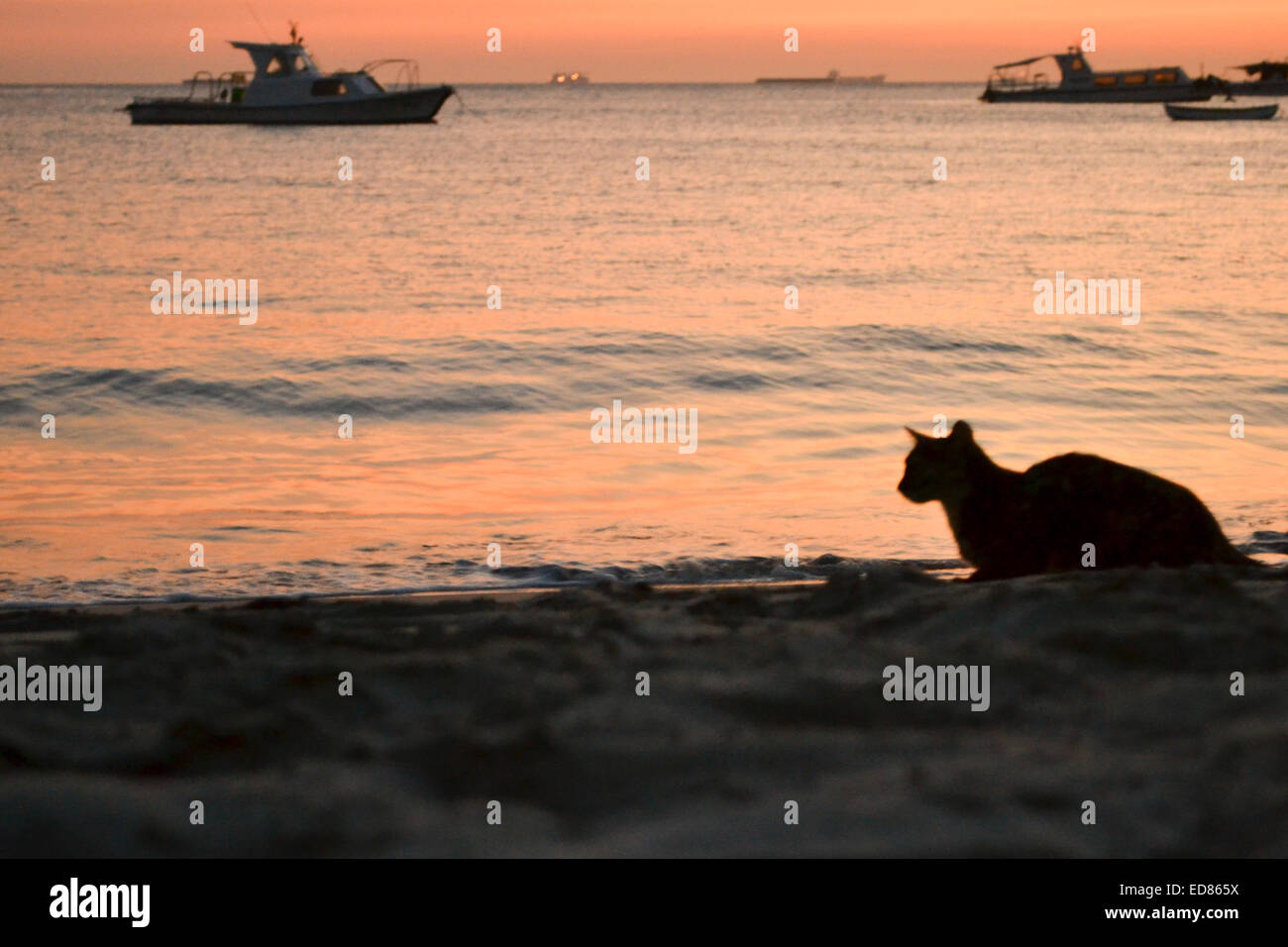 Silhouette of a cat against the sea at sunset Stock Photo