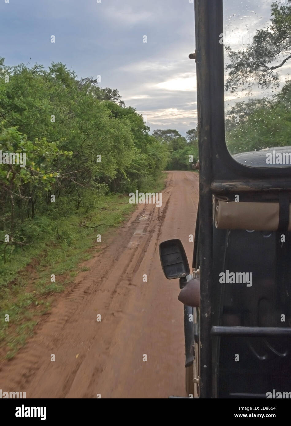 Red dirt road from inside safari jeep in Yala National Park, Sri Lanka, Southern Province, Asia. Stock Photo