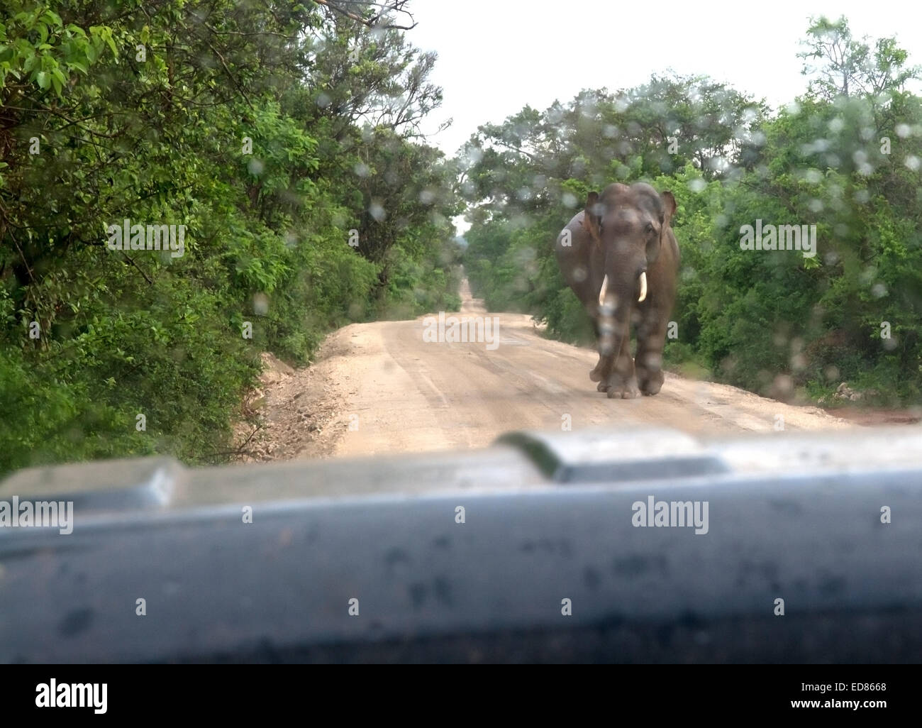Male Sri Lankan elephant with tusks walks towards safari jeep on dirt road in Yala National Park, Sri Lanka. Stock Photo