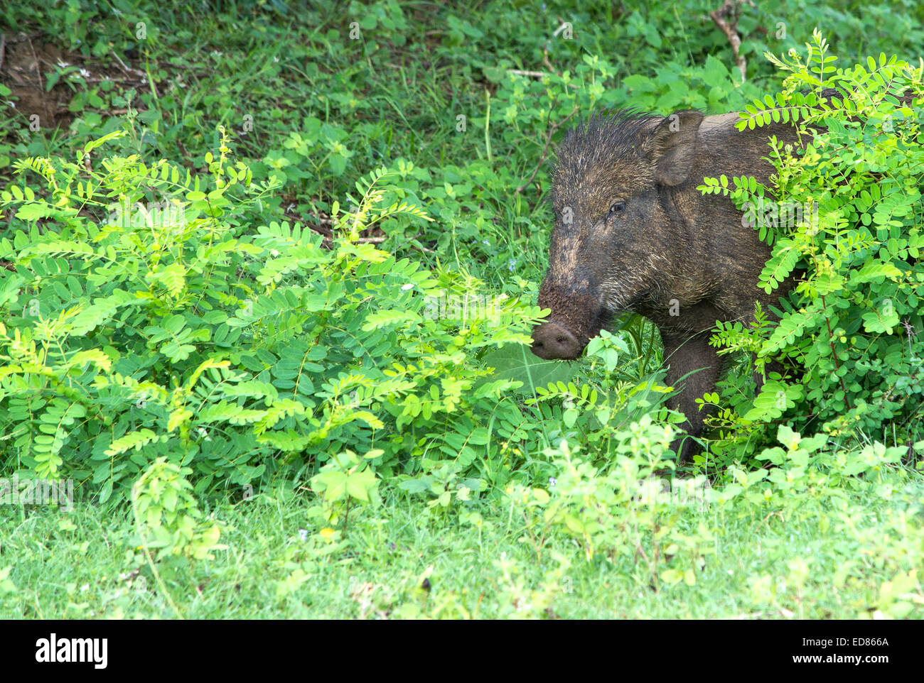 Wild boar with a cute and curious look is peeping out from behind a bush in Yala National Park, Southern Province, Sri Lanka. Stock Photo