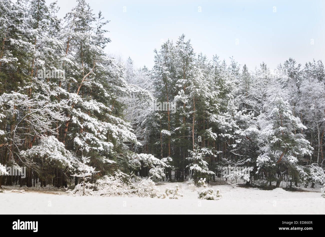 pine forest covered with snow on winter day Stock Photo - Alamy