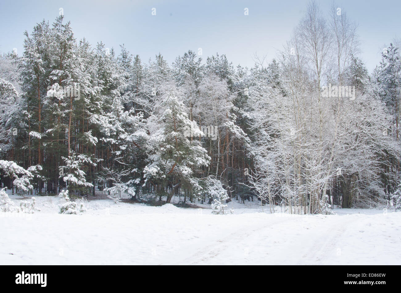 pine forest covered with snow on winter day Stock Photo - Alamy