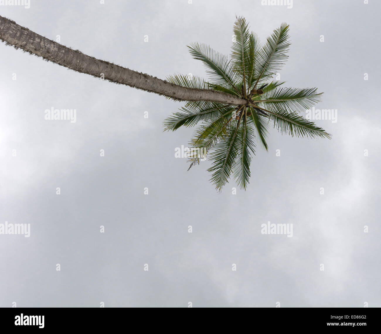 Coconut palm grey sky, Sri Lanka, Asia. Stock Photo