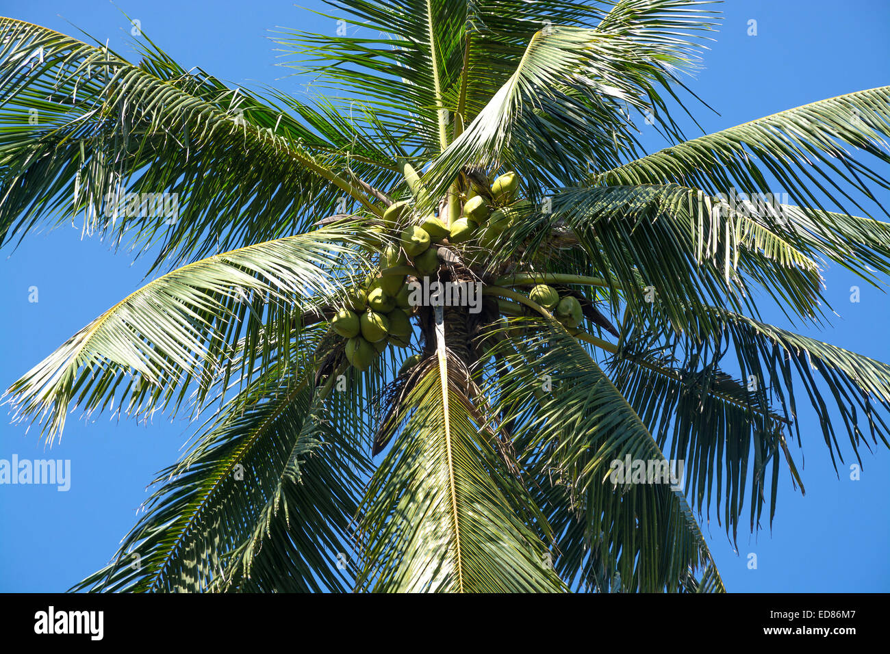 King Coconuts in tree closeup, growing in a garden in Southern Province