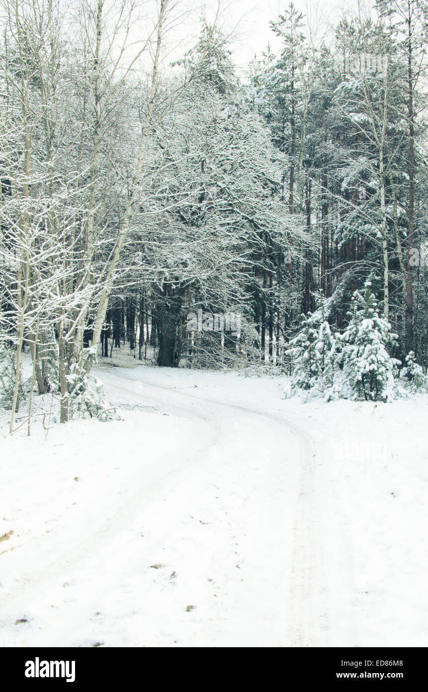 pine forest covered with snow on winter day Stock Photo - Alamy