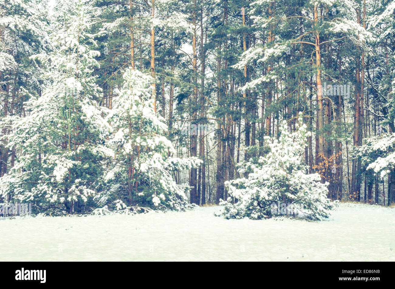 pine forest covered with snow on winter day Stock Photo - Alamy