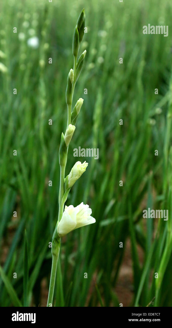 Gladiolus field with white blooming flower Stock Photo