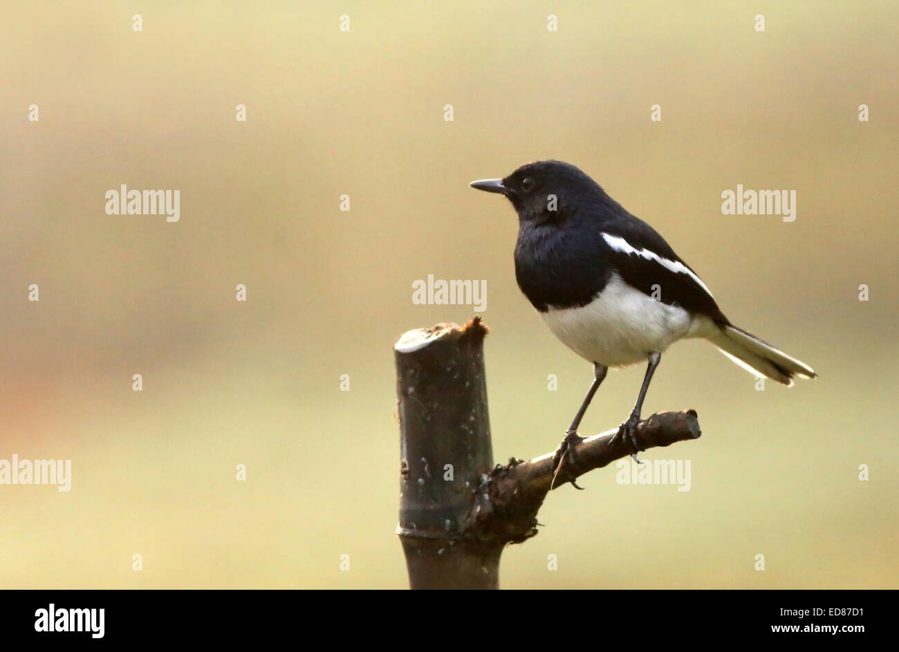 Single Magpie robin standing outdoor Stock Photo