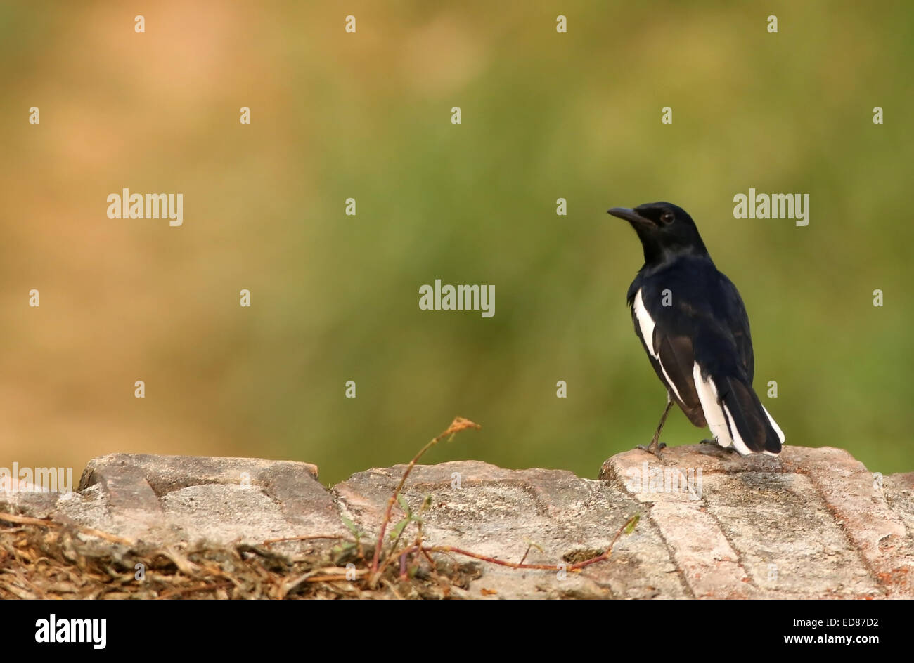 Single Magpie robin standing outdoor Stock Photo