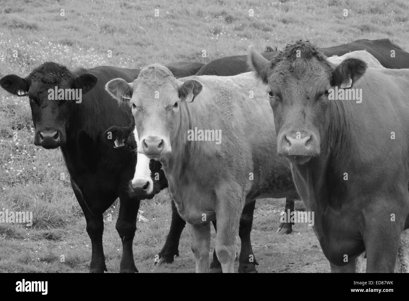 Black and white highland cattle hi-res stock photography and images - Alamy
