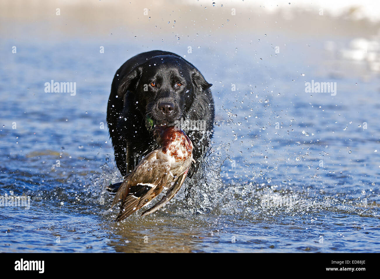 Black labrador retriever duck in hires stock photography and images