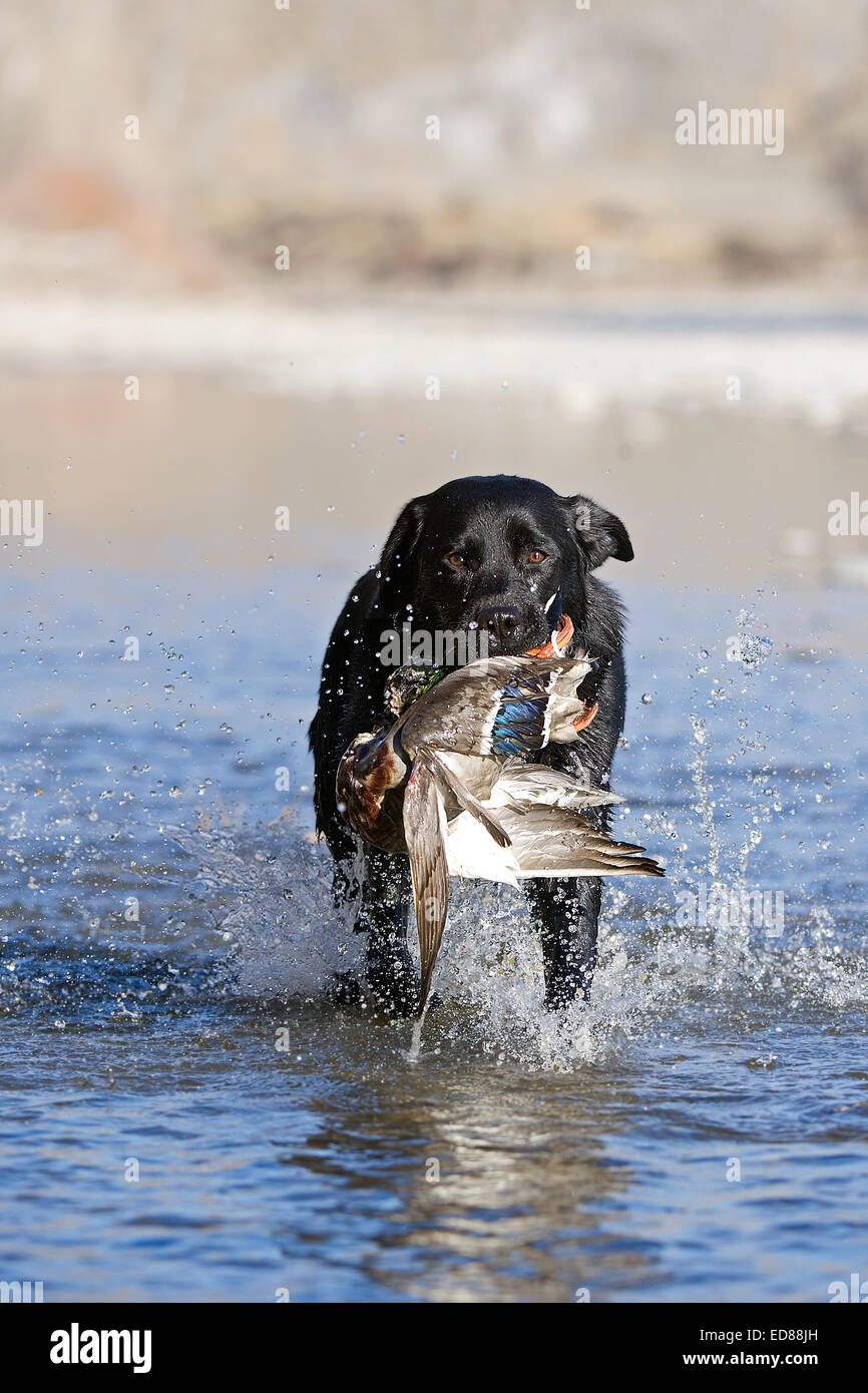 dog with duck in mouth