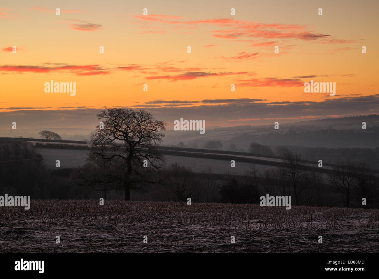 Dawning of a new day on a frosty country scene in East Cornwall Stock Photo