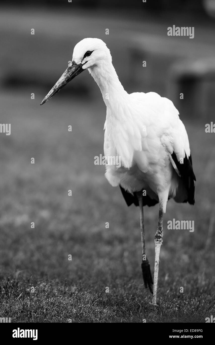 Beautiful white crane Stock Photo Alamy
