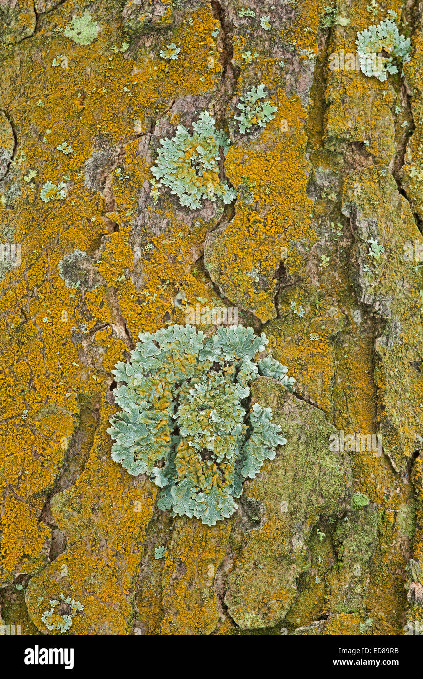 Yellow and green lichen decorate a tree trunk, UK Stock Photo