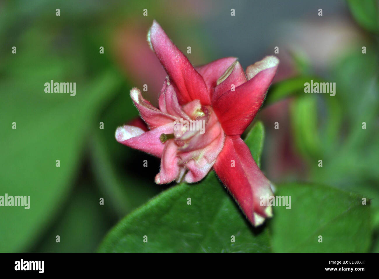 Jasmine Flowers India Stock Photo Alamy