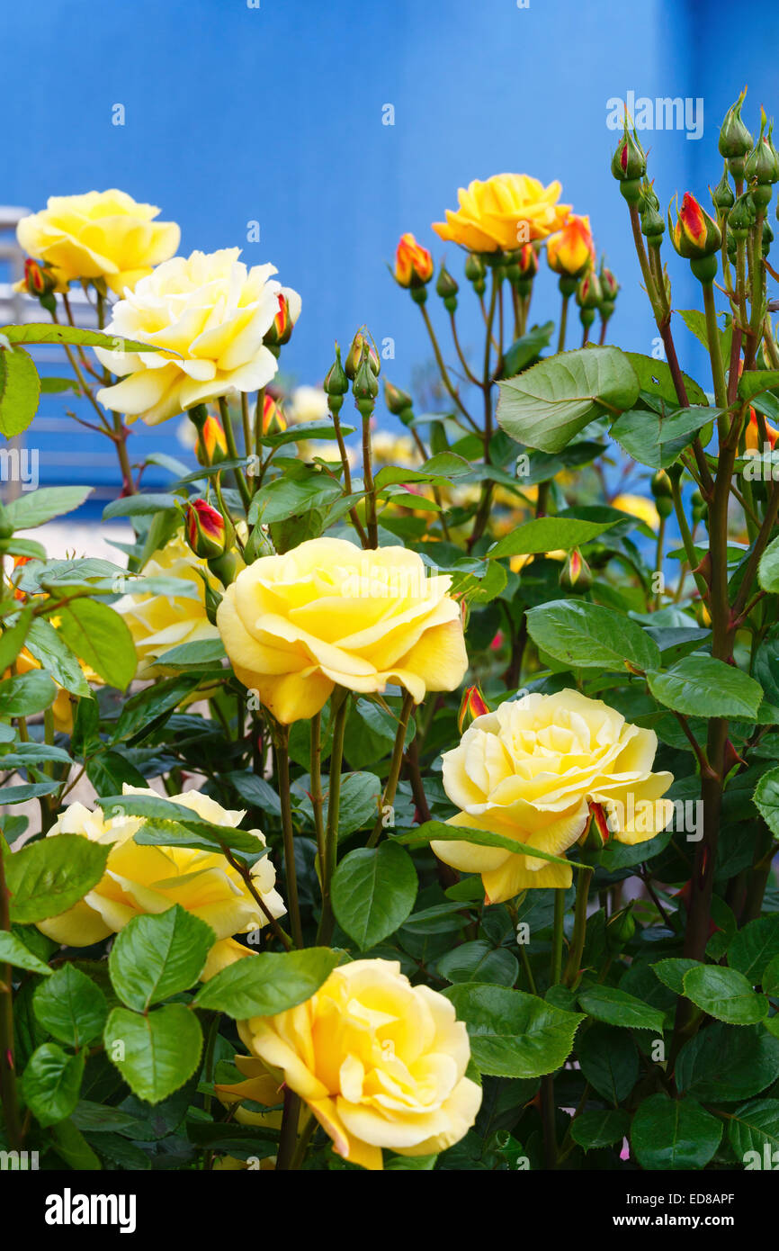 Yellow Spring Hill Roses Spring yellow rose flowers hi-res stock photography and images - Alamy