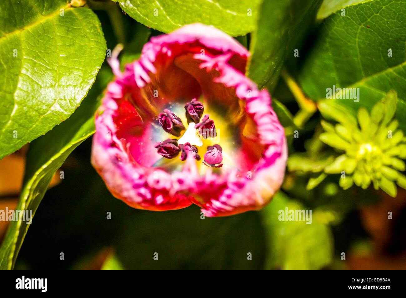 Macro shot inside pink spring or summer flower bloom Stock Photo