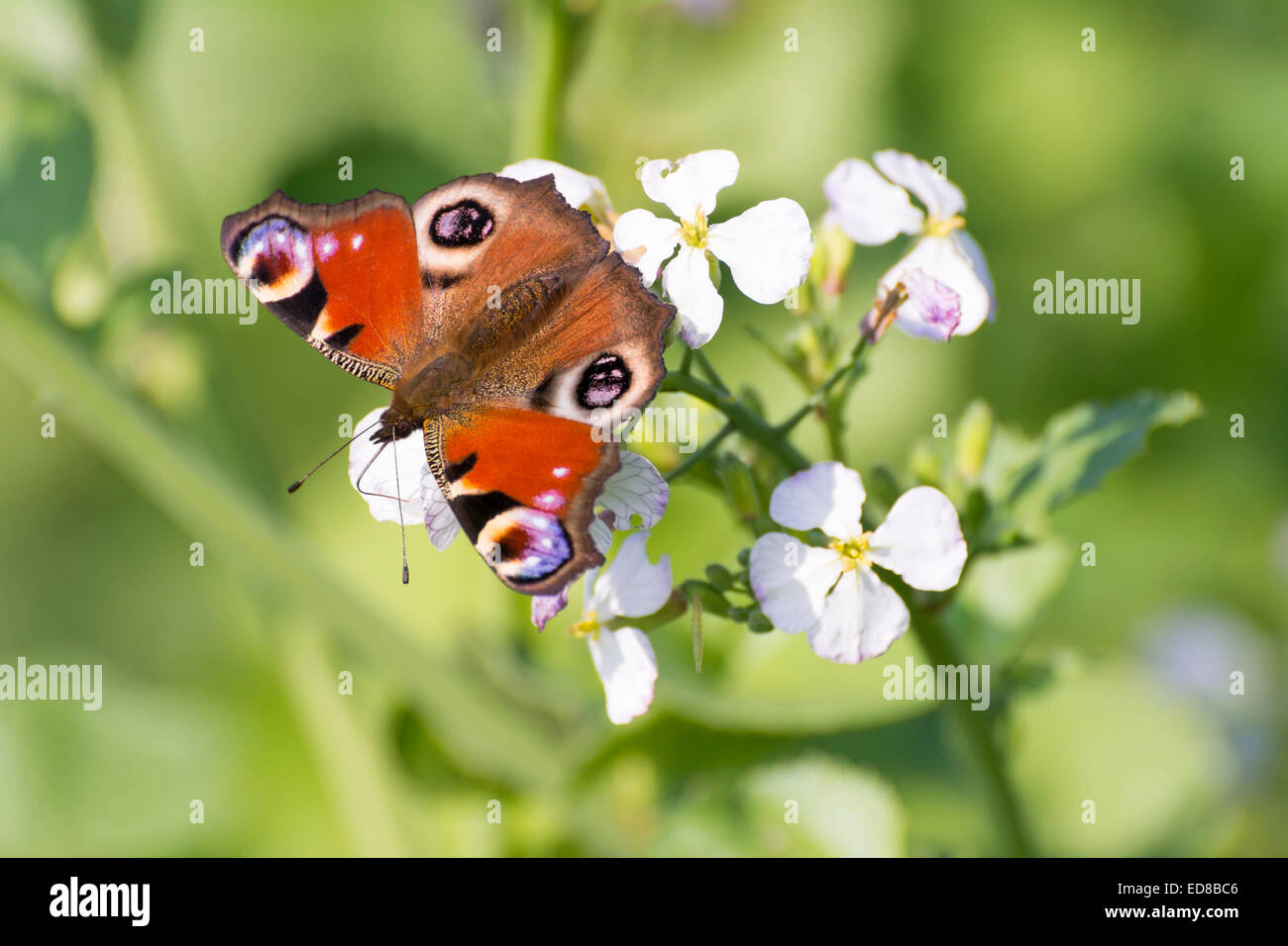 European peacock butterfly sitting on a flower Stock Photo - Alamy