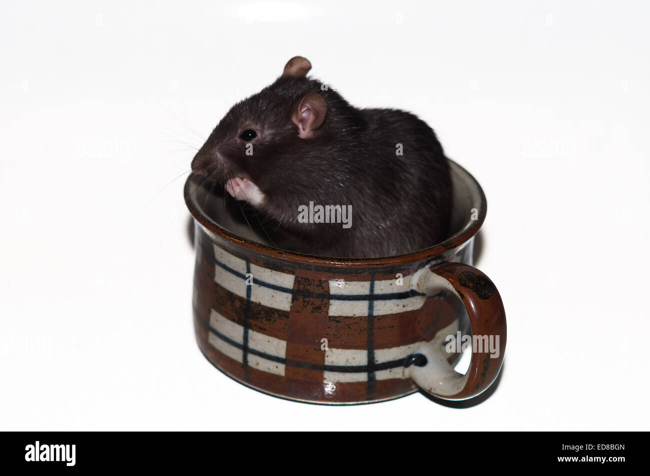 Rat with mouse hi-res stock photography and images - Alamy