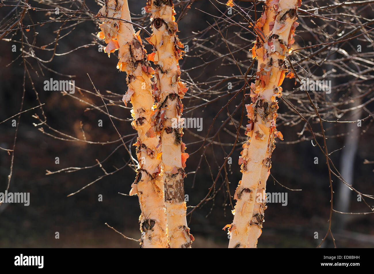 Birch tree bark flaking Stock Photo Alamy