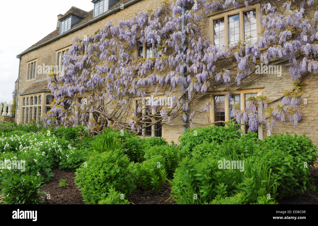 Flowering Wisteria on Whatley Manor in the Cotswolds near Malmesbury, Wiltshire, England, UK Stock Photo