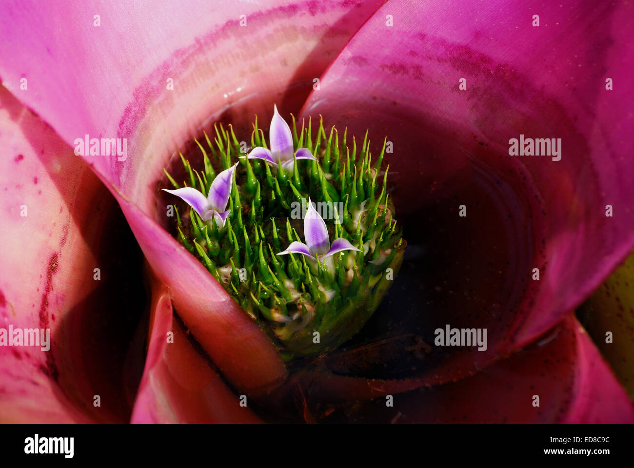 Pink bromeliad in bloom Stock Photo