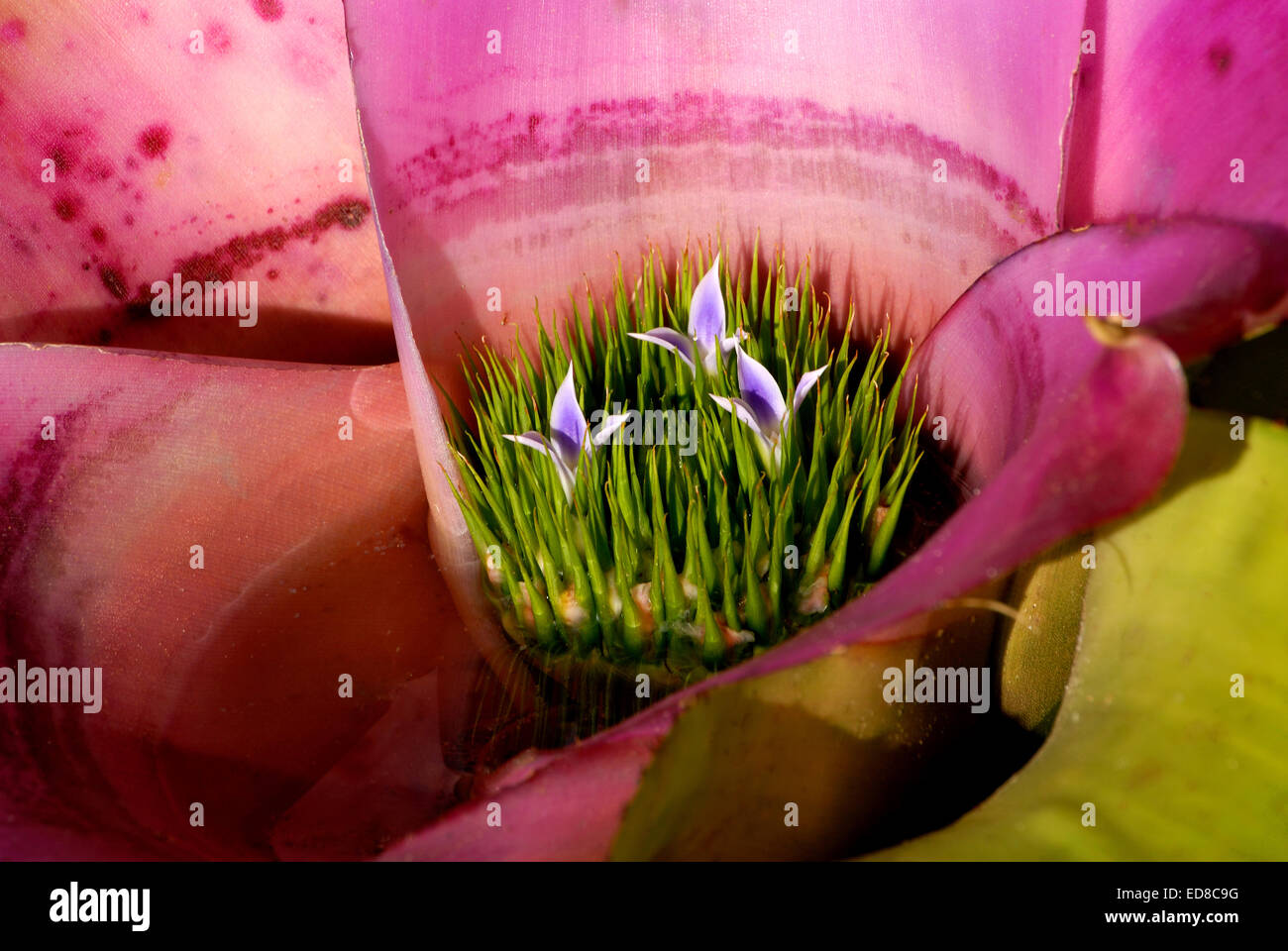 Flowers on a pink bromeliad Stock Photo