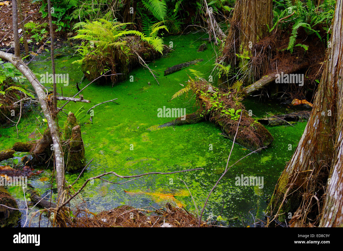 A pond in Big Cypress Swamp Stock Photo