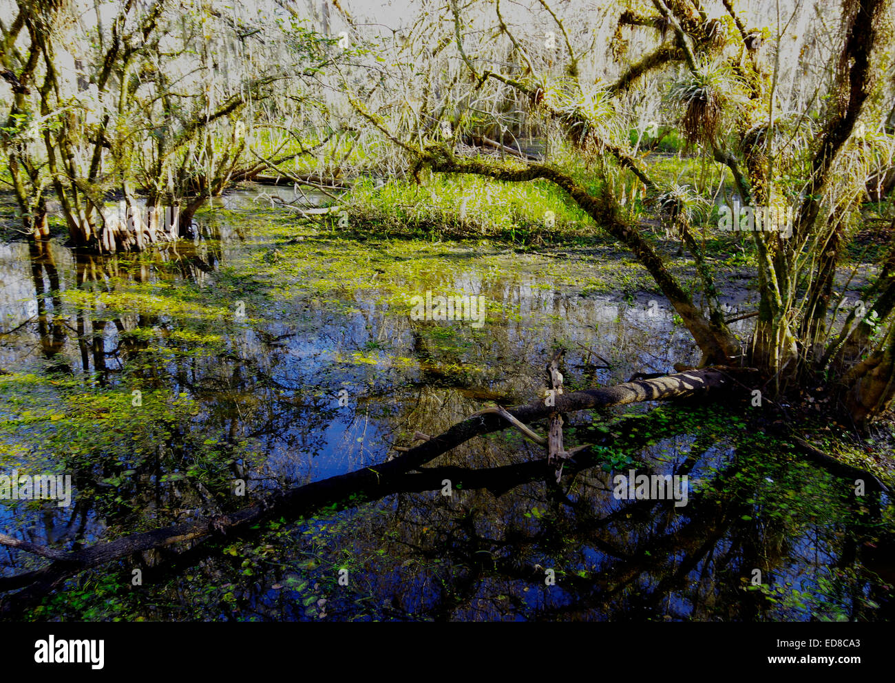 Pond in Big Cypress Swamp Stock Photo