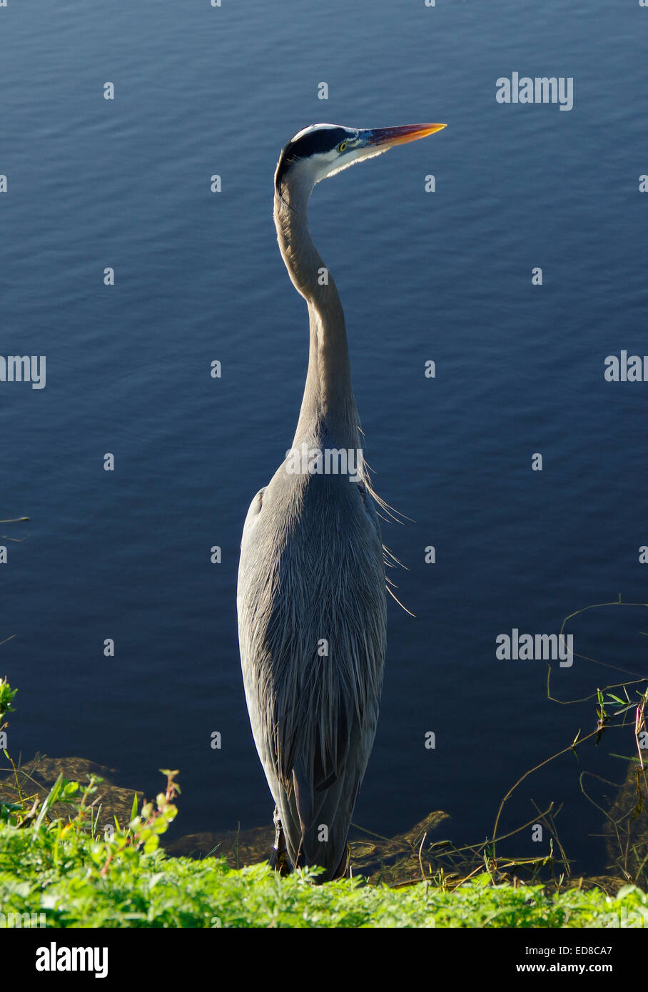 Blue Heron on the prowl Stock Photo