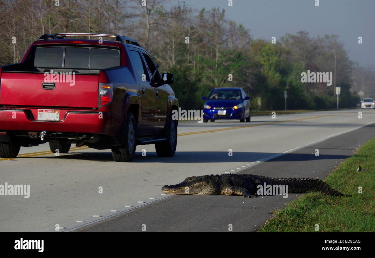 Alligator and traffic in the Everglades Stock Photo