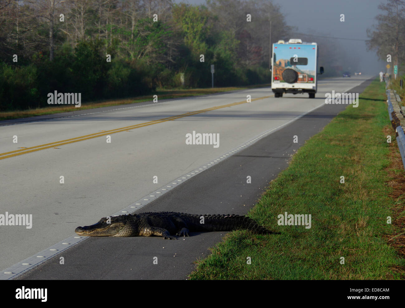 Alligator crosses the road Stock Photo