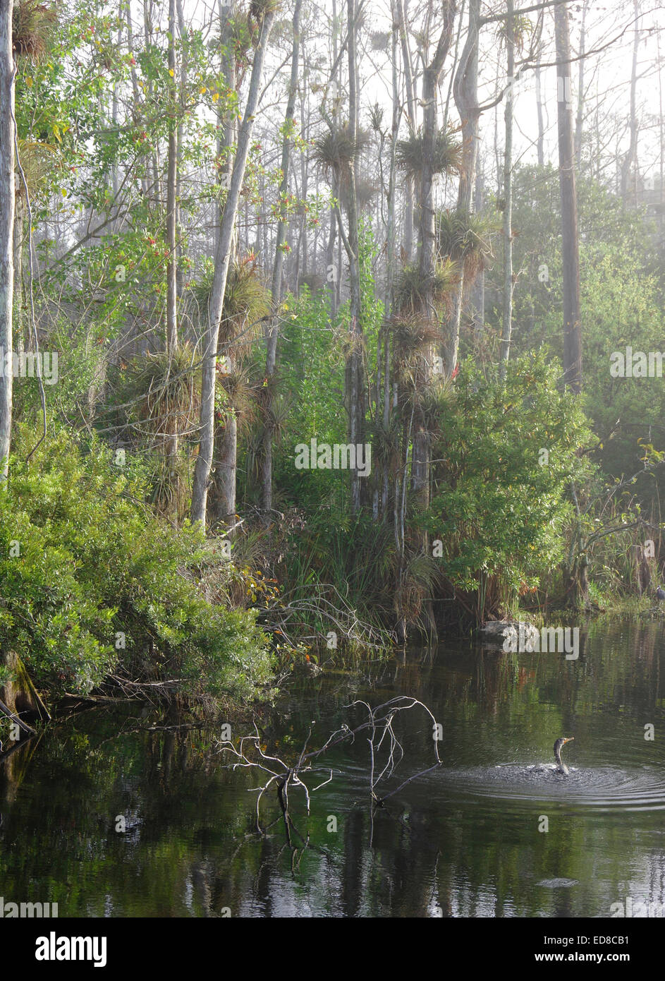 Anhinga splashing in Big Cypress Swamp, Stock Photo