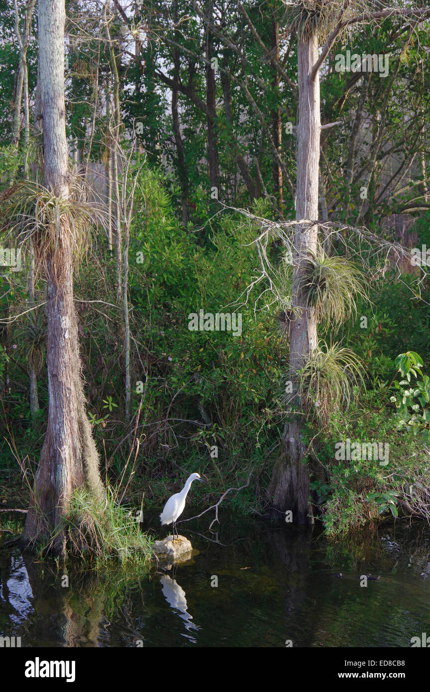 White Egret fishing in Big Cypress Swamp Stock Photo