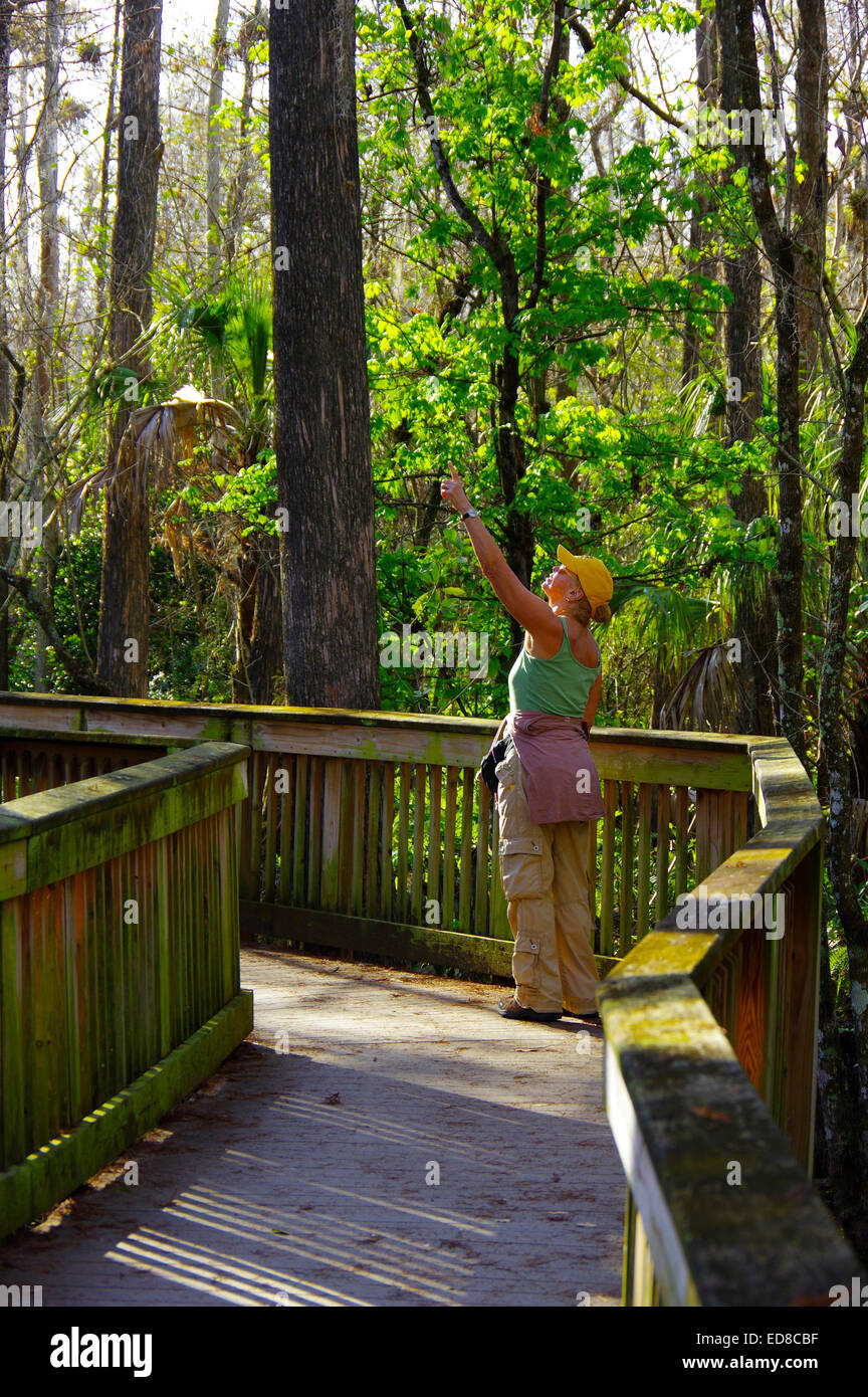 Nature tourist in Big Cypress Swamp Stock Photo