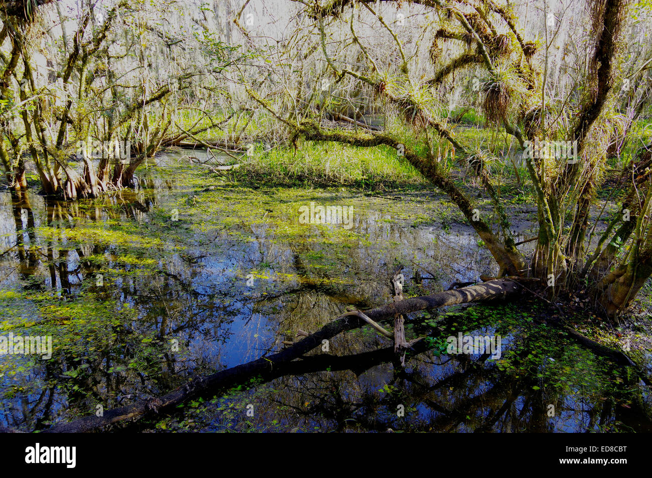 Spanish Moss in swamp pond Stock Photo