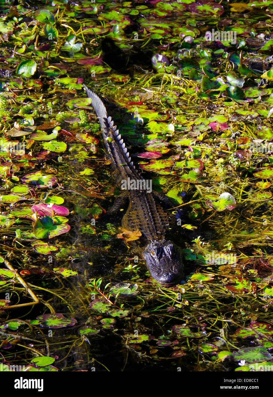 Florida Alligator in Big Cypress Swamp Stock Photo