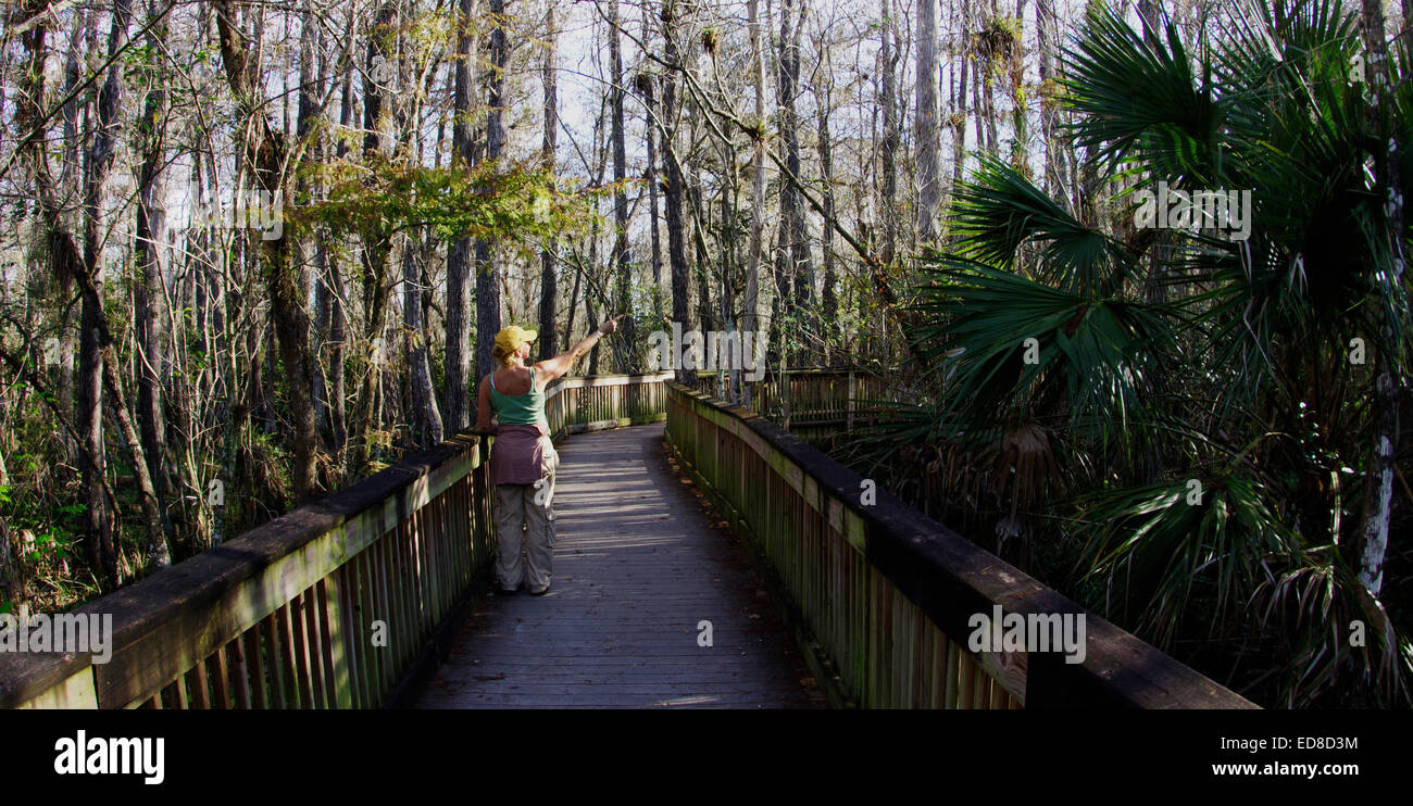 Eco tourist in the Big Cypress Swamp preserve Stock Photo