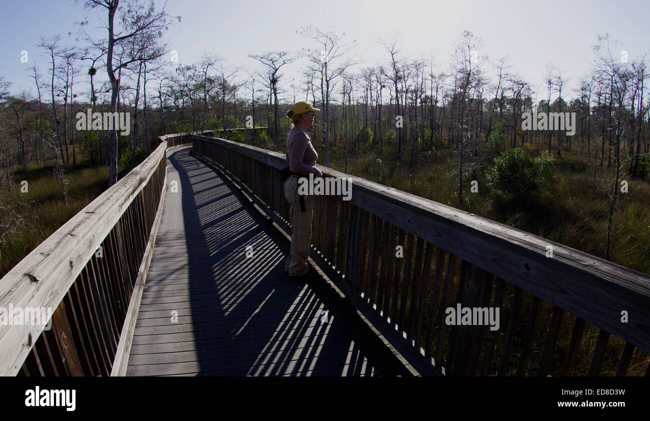 Boardwalk in Big Cypress Swamp Stock Photo
