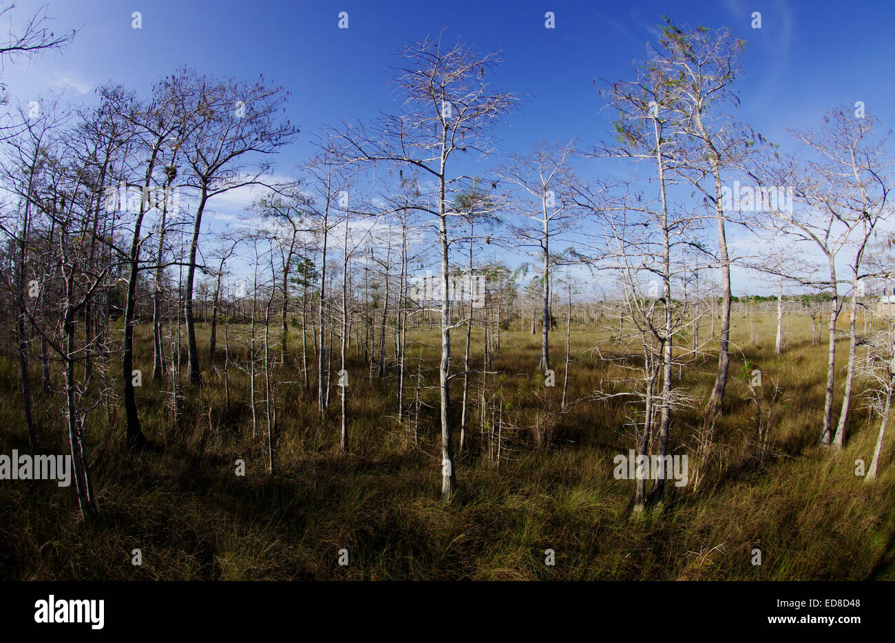 Panorama of Big Cypress Swamp in Winter Stock Photo
